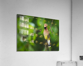 DSC08781 Edit 2 Acrylic Print