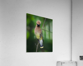 DSC08788 Edit 2 Acrylic Print
