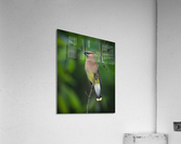 DSC08754 Edit 6 Acrylic Print