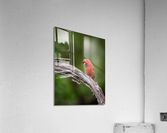 DSC05926 Edit 5 Acrylic Print