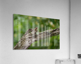 DSC08052 Edit Acrylic Print