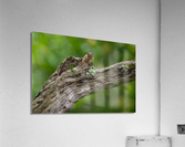 DSC08080 Edit Acrylic Print