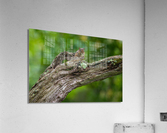 DSC08146 Edit Acrylic Print