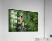 DSC08792 Edit Acrylic Print