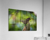 DSC01174 Edit Acrylic Print