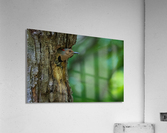 DSC00426 Edit Acrylic Print