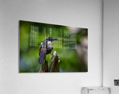 DSC01145 Edit Acrylic Print