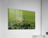 DSC09834 Edit Acrylic Print