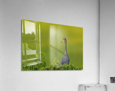 DSC06084 Edit Acrylic Print