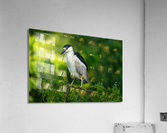 DSC07102 Edit 2 Acrylic Print