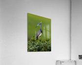 DSC00051 Edit 4 Acrylic Print