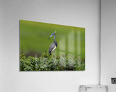 DSC00051 Edit Acrylic Print