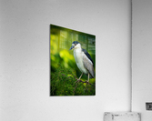 DSC07102 Edit 3 Acrylic Print