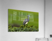 DSC00122 Edit Acrylic Print
