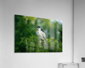 DSC07074 Edit 2 Acrylic Print