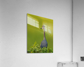 DSC06084 Edit 4 Acrylic Print