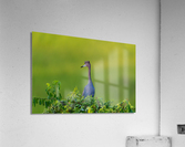 DSC06093 Edit 2 Acrylic Print