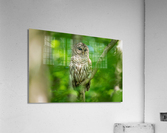 DSC00735 Edit Acrylic Print