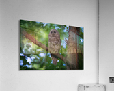 DSC09435 Edit 2 Acrylic Print