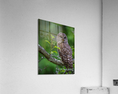 DSC07912 Edit 2 2 Acrylic Print