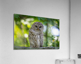DSC07812 Edit Acrylic Print