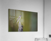 DSC09995 Edit 2 Acrylic Print