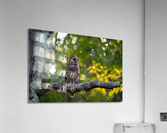 DSC06983 Edit Acrylic Print