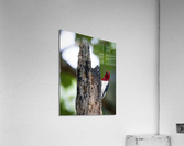 DSC00211 Edit 2 Acrylic Print