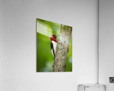DSC00139 Edit 2 Acrylic Print
