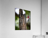DSC00188 Edit Acrylic Print