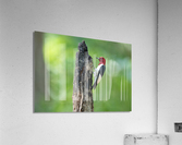 DSC01587 Edit 2 Acrylic Print