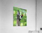 DSC01350 Edit Acrylic Print