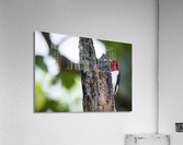 DSC00231 Edit Acrylic Print
