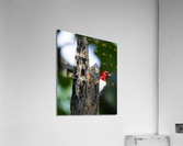 DSC00583 Edit Acrylic Print