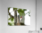 DSC00176 Edit Acrylic Print