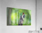DSC01745 Edit Acrylic Print