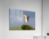 DSC08597 Edit Acrylic Print