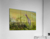 DSC09374 Edit 2 Acrylic Print