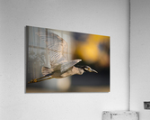 DSC08864 2 Edit 3 Acrylic Print
