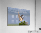 DSC08590 Edit Acrylic Print