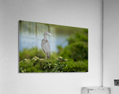 DSC01187 Edit 5 Acrylic Print