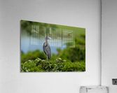 DSC01187 Edit 2 Acrylic Print