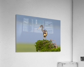 DSC08600 Edit Acrylic Print