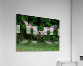 DSC07381 Edit 5 Acrylic Print