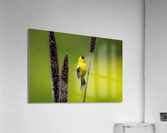 DSC03881 Edit Acrylic Print