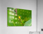 DSC02730 Edit Acrylic Print