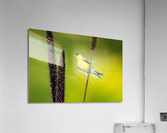 DSC03920 Edit Acrylic Print