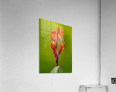DSC04452 Edit Acrylic Print