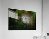DSC05409 Edit Acrylic Print