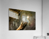 DSC05568 Edit Acrylic Print